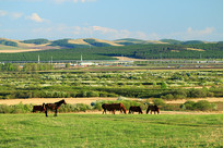 ������Ⱥ����