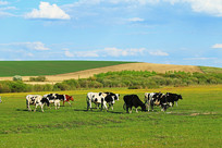 ����ţȺ����