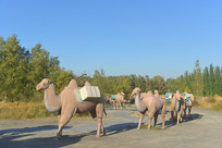 ���۳���˿��ŵ������̶�