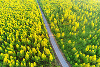 ��Խ��Ҷ�����ֵĹ�·