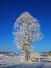 ѩԭ��ľ��ڡ