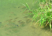 ������С�߿״��ʪ��Ұ���� 