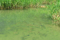 ��С�߿״��ʪ��Ұ����Ⱥ