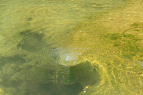 ʪ��Ϫ��������