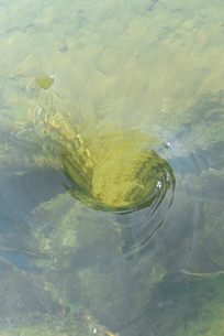 ����ˮ��