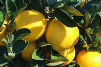 ��԰������