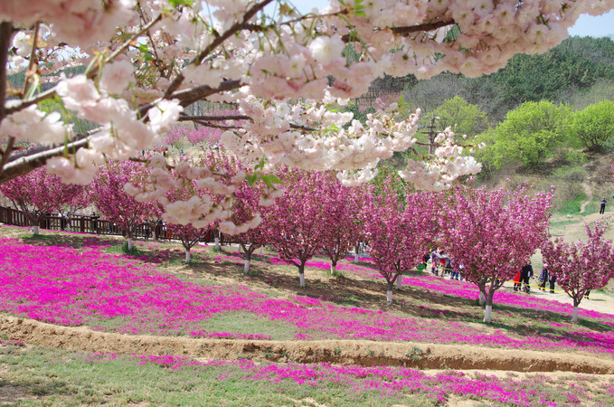 ����Ļ���