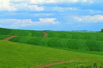 ��ɫ����Ұ