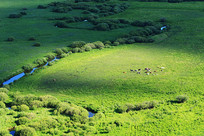 ��ɫ����ţȺ