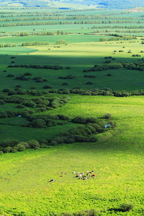 ���ɹŲ�ԭ��ɫ����ţȺ