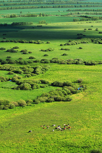 ���ɹŲ�ԭţȺ�羰