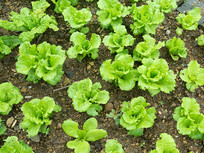 ũ�������ֵ�����