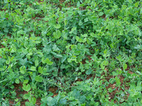 ��ɫ�߲��㶹