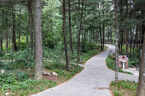 ��������ɽ��Ħ����ɭ�����г���