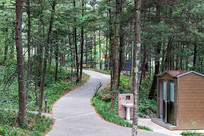 ��������ɽ��Ħ����ɭ���е�С·