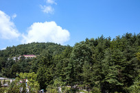 ������ɽĦ����������ƺ�ɭ��