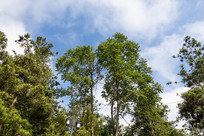 ������ɽĦ�������������