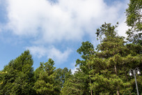 ������ɽĦ������ɫ��ɭ������