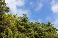 ������ɽĦ����ɭ��ֲ��