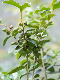 �����۹ǵĽ����