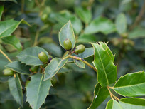 ��ɫֲ�ﻪ���۹�