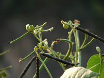 ���������̶�����