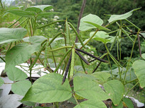 �̶��Ĺ���