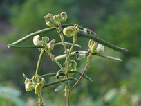 �̶��Ļ�����