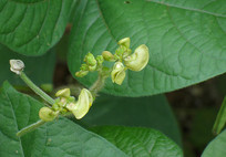 �̶��Ļ���