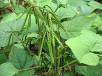 �̶��ļԹ���֦Ҷ