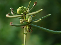 �̶��ļԹ���д