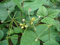 �̶�������֦Ҷ