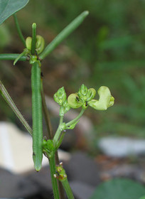 �̶����ͼԹ�