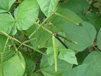 �̶���������ļԹ�