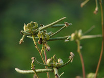 �̶���ֲ�Ļ�����