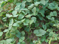 ũ������ֲ���̶�