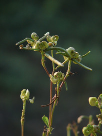 �����µ��߲�