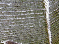 ���ĺ����żҽ�����Դ5A����ѩ��