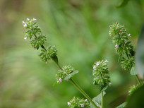 ���۱���