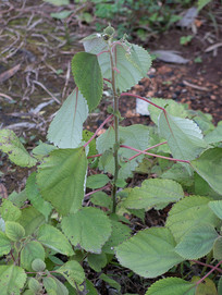 ����ȫ��