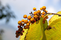 ��ì��ֲ���Ƥ�ٳ���Ĺ�ʵ