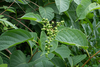 ��ì��ֲ���Ƥ�ٵ�������֦Ҷ