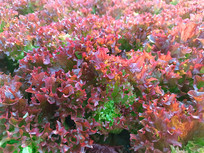 ��ɫ�����ز�