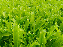 ��Ҷ�˿Ƽ�����