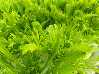 ��̬��Ҷ����