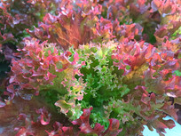 ��д��ɫ����