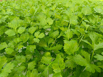 �����۲�