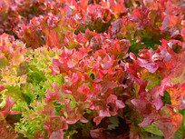 ��ɫ����