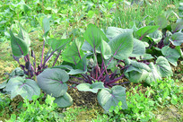 �˵���ֲ���߲� ���Ͳ�޷ 