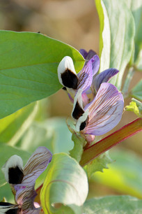 ��俪���Ĳ϶�  